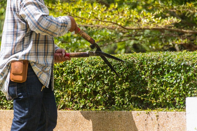 Garden Maintenance Finsbury Park, Manor House, N4
